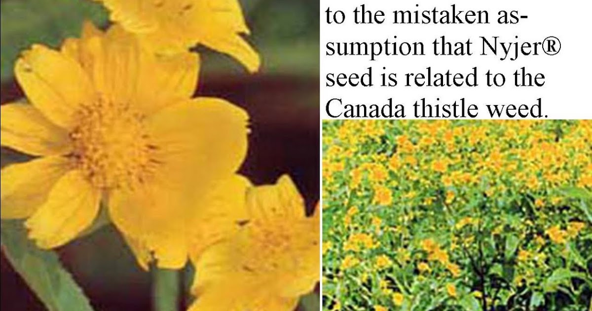 Wild Birds Unlimited: What is Nyger Thistle?