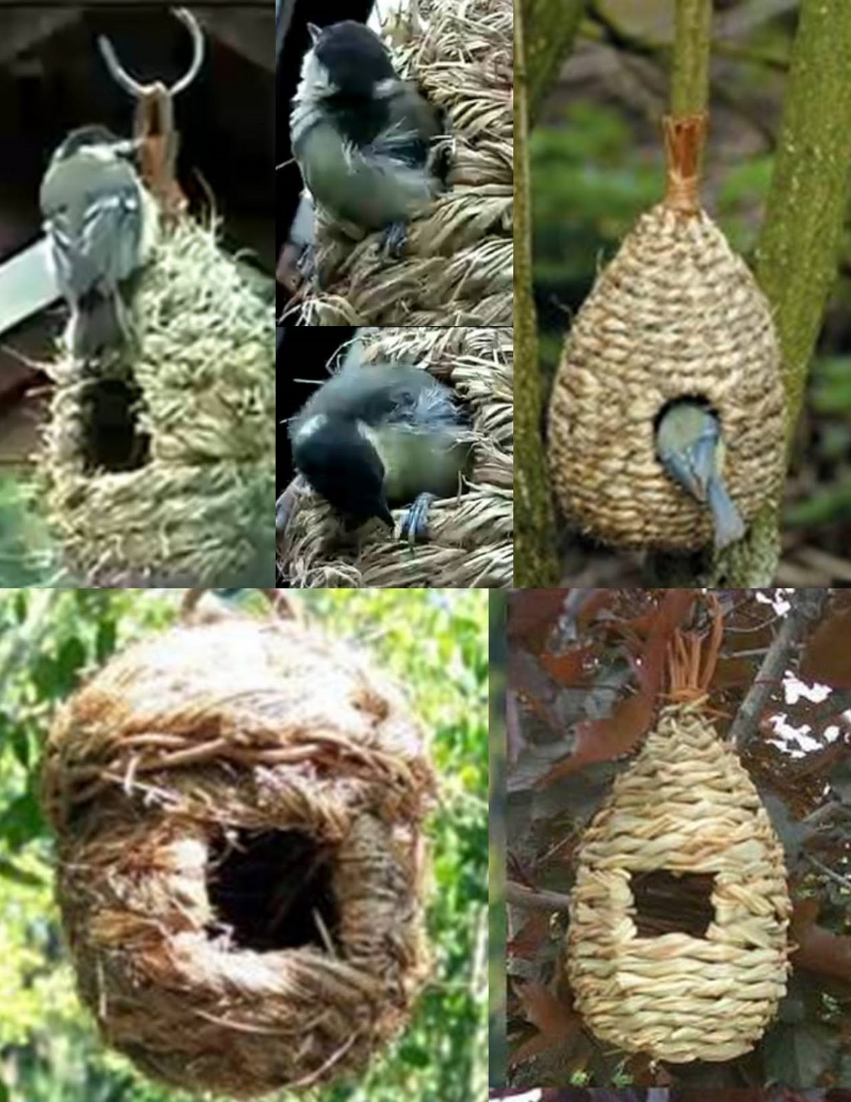 seed rescue birds seed rescue birds