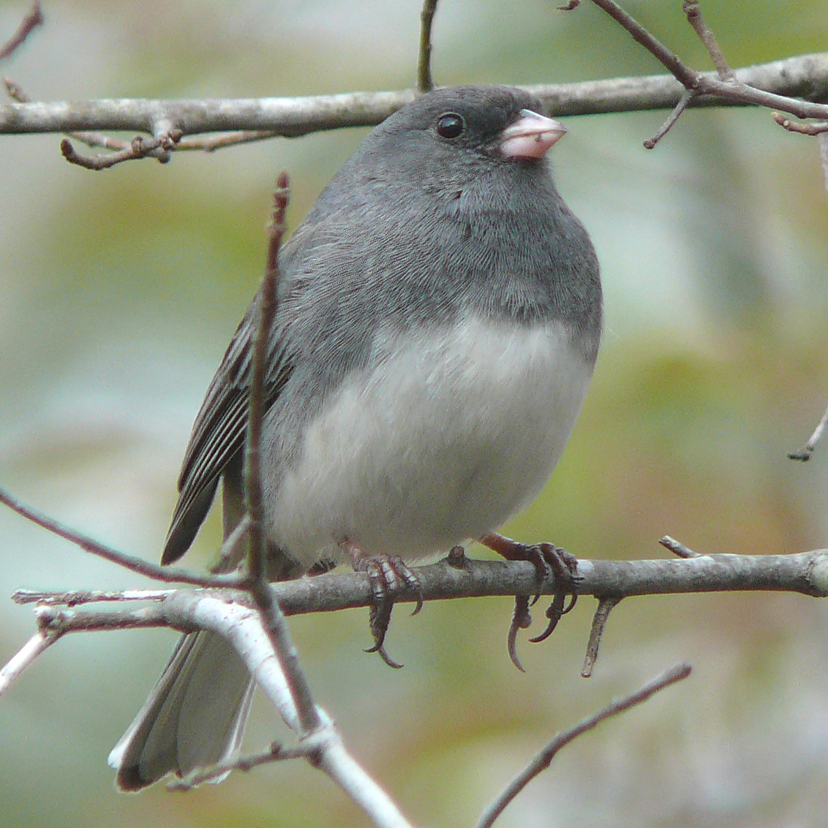 white breast grey body bird Amateur digital mode