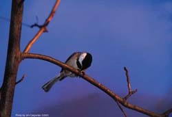 wild birds unlimited where do birds go at night wild birds unlimited where do birds go at night