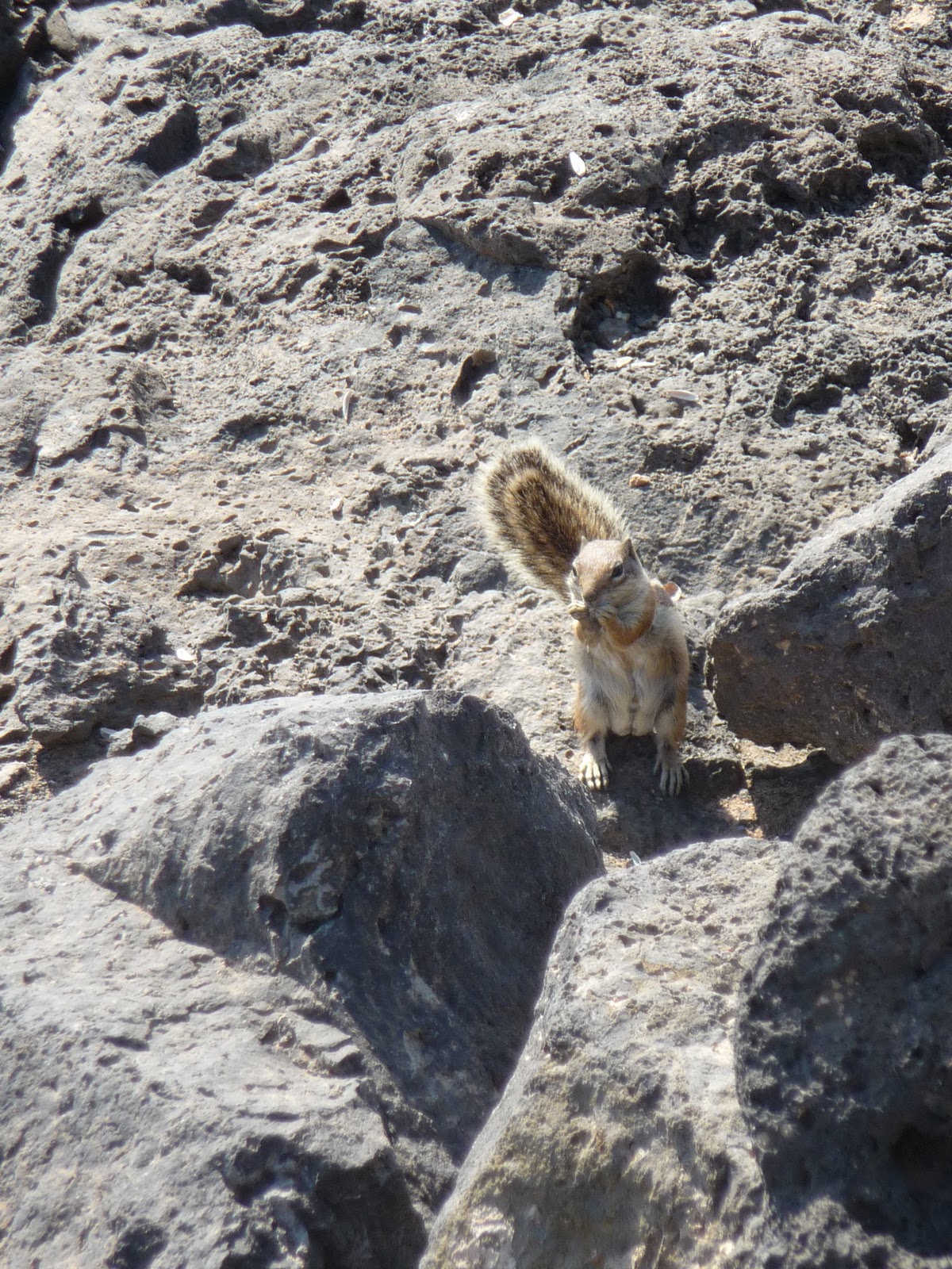 rencontre fuerteventura
