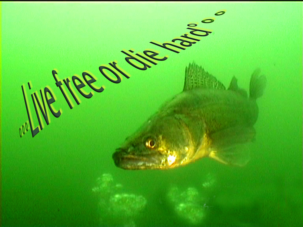 [Zander_free.jpg]