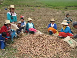 Cosecha de Papa en Antaracá-Ancash