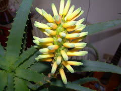 Fiore di Aloe