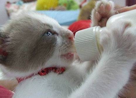 [Cat_with_bottle.jpg]