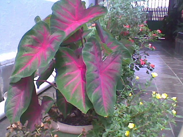 E começou o jardim