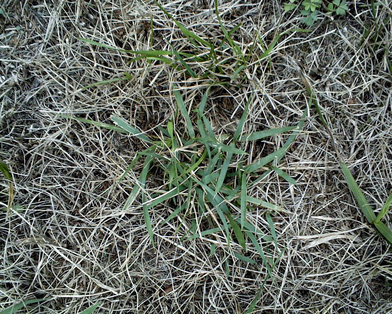 Good Hill Press Tennessee lawn grass