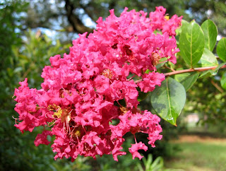 Monkton Elm News Events And Tips Blog Plant Of The Month April
