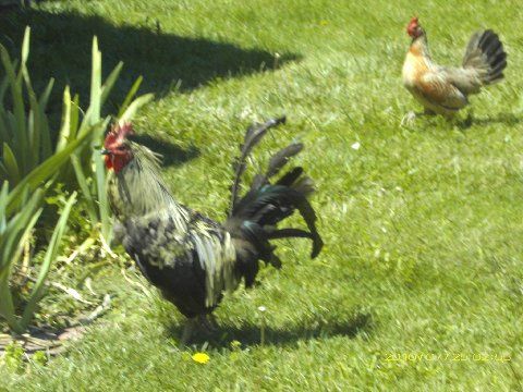 Roo and his Lady Hen...Henny Penny...