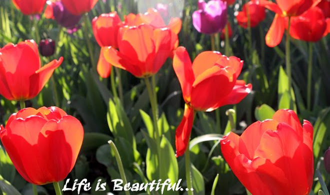 Life Is Beautiful: My Photographic Journey