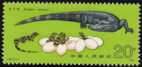Chinese Alligator (Scott 1851)