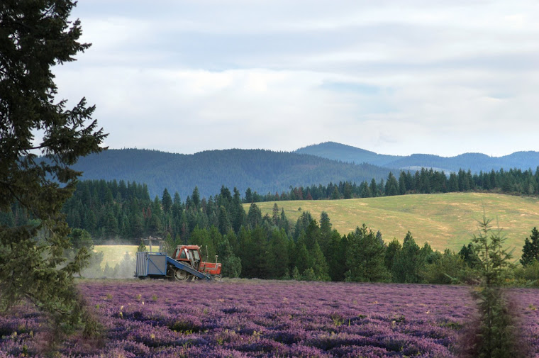 Young Living Farms