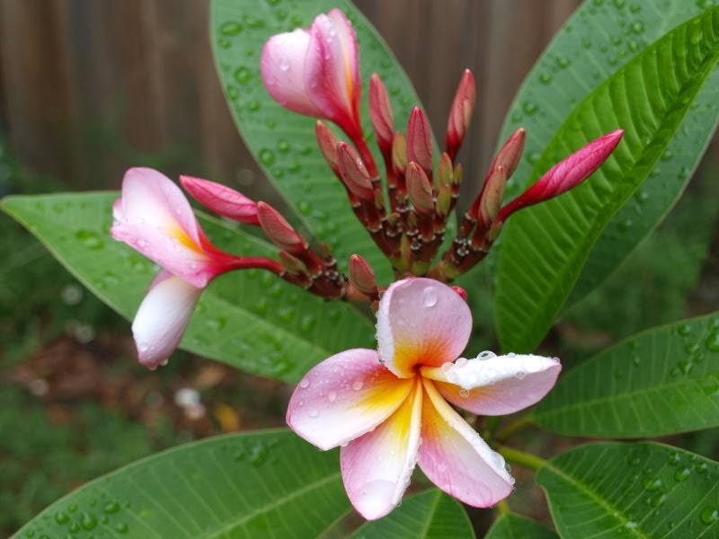 Talking Plants Fabulous Fragrant Frangipanis
