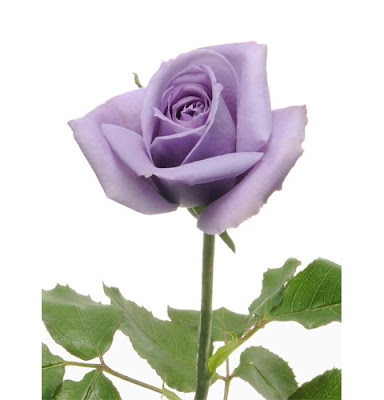 florigene blue rose