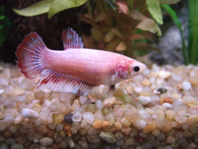 female halfmoon