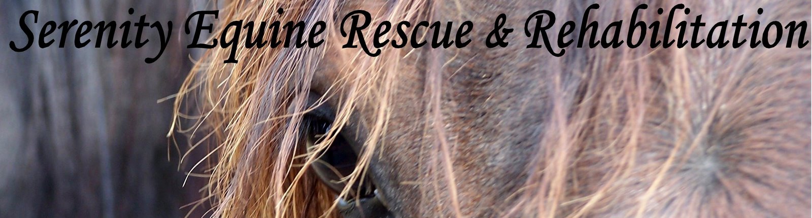 Serenity Equine Rescue and Rehabilitation