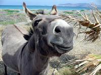 BURRO+FELIZ..!+EN+PLAYA.jpg