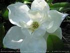 Suave Magnolia en Flor