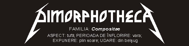 dimorphotheca