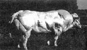 [182+BlueCow-Miostatin1.jpg]