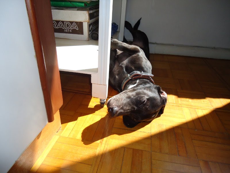 Ilha do Governador: Adestrador / adestramento de cachorros na Ilha do