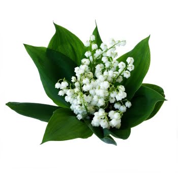 Perfume with Lily of the Valley Notes: A Divine Fragrance