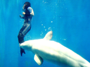 [BELUGA.jpg]