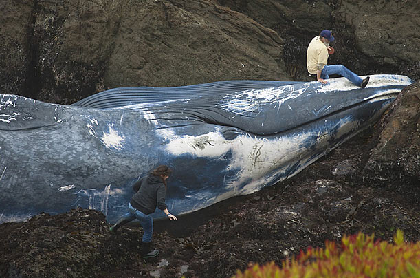 [blue+whale+i+cal]