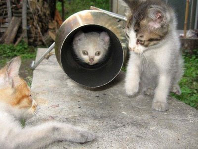 funny animals. Funny animals-Kitten play