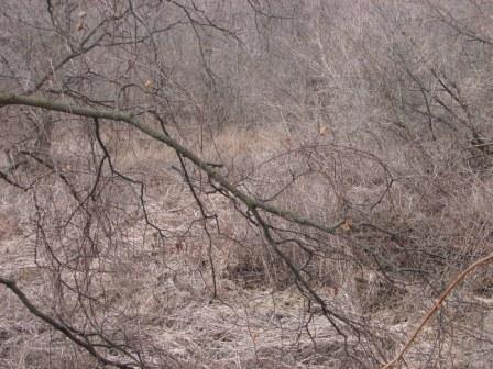 [Brown_Before_Spring_07_Web.JPG]