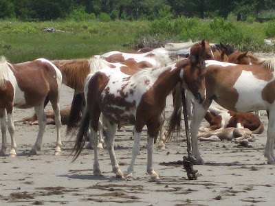 assateague wild ponies