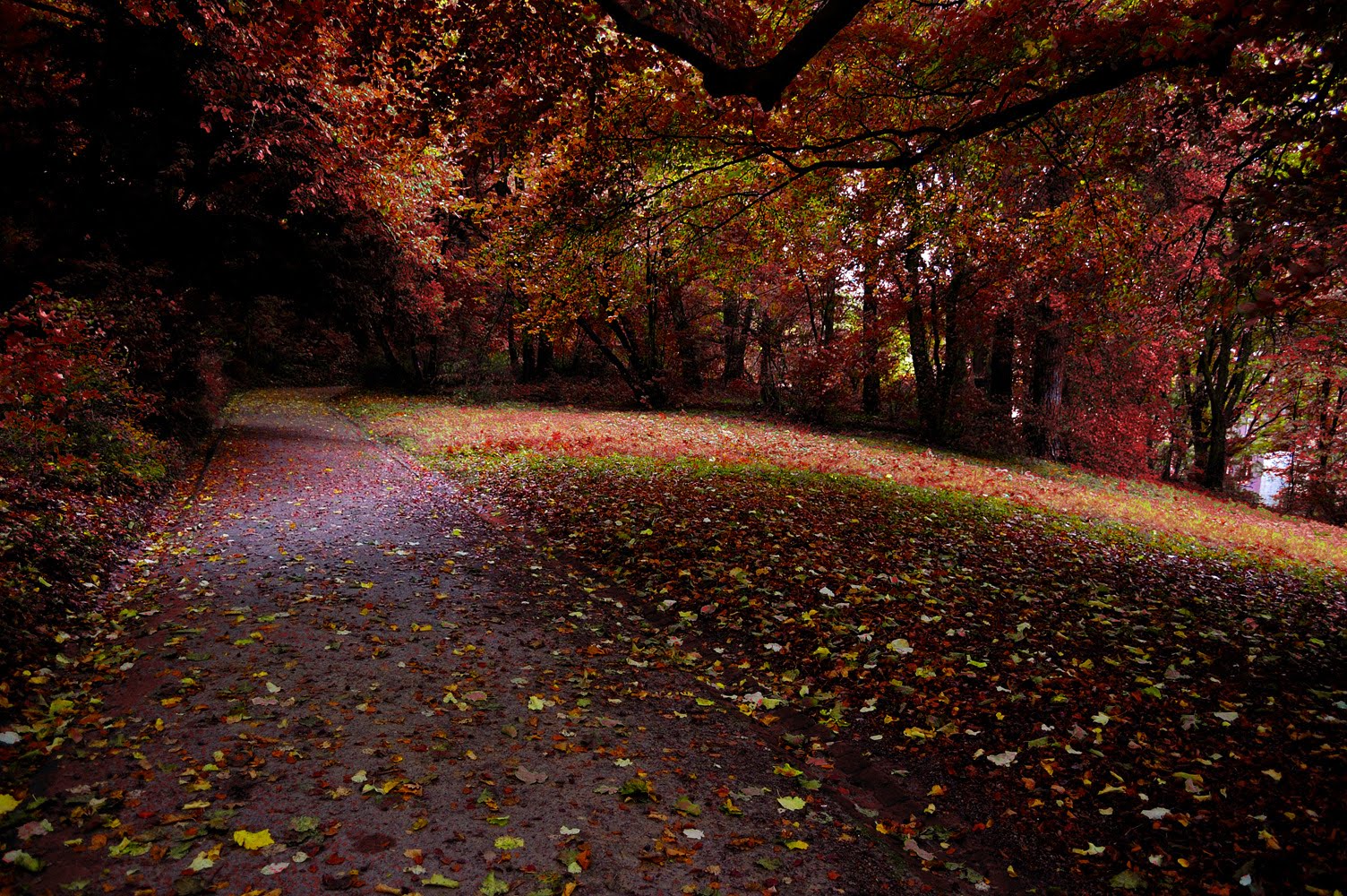 [aachen_red_autumn-2.jpg]