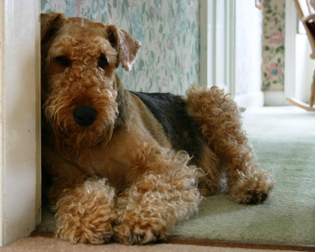 Extreme Dog Breeds: Airedale Terrier Extreme Dog Breeds: Airedale Terrier