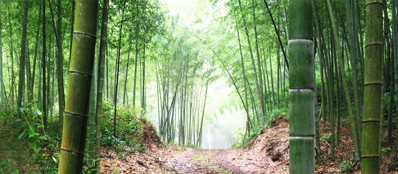 [bambus]