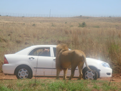 South African Safari