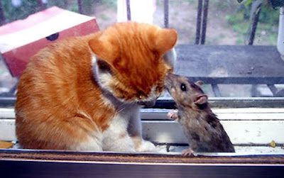 Funny Animal Photos - Cat and Mouse