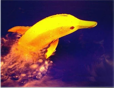 Funny Banana Pictures  Unusual Banana cum Dolphin Photo