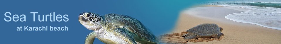 Sea Turtles - Karachi