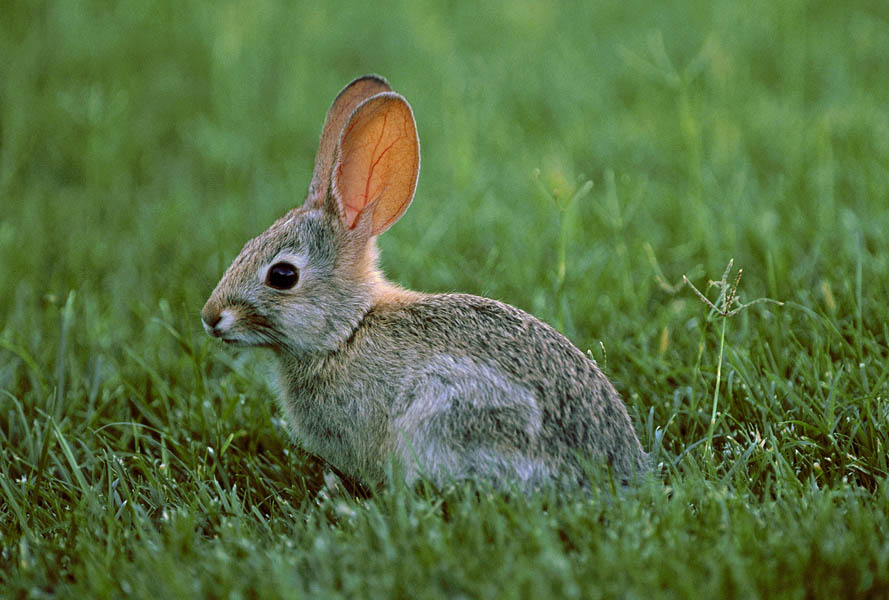 [bunny.jpg]