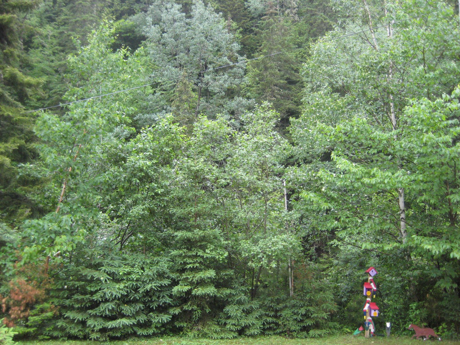 [IMG_0338.JPG]