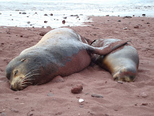 Napping Friends, Galapagos