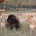 Foto-foto Persaudaraan Antara Beruang, Singa Dan Harimau (Bagaimana Bisa?)