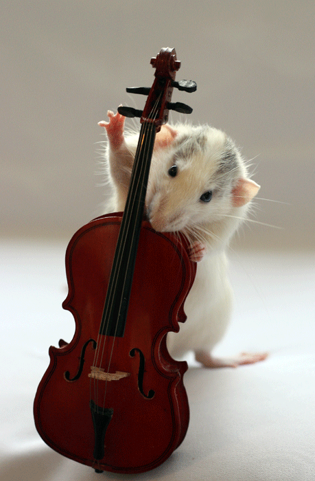 [white_rats_orchestra_6.jpg]