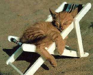 cat_chair_relax.jpg