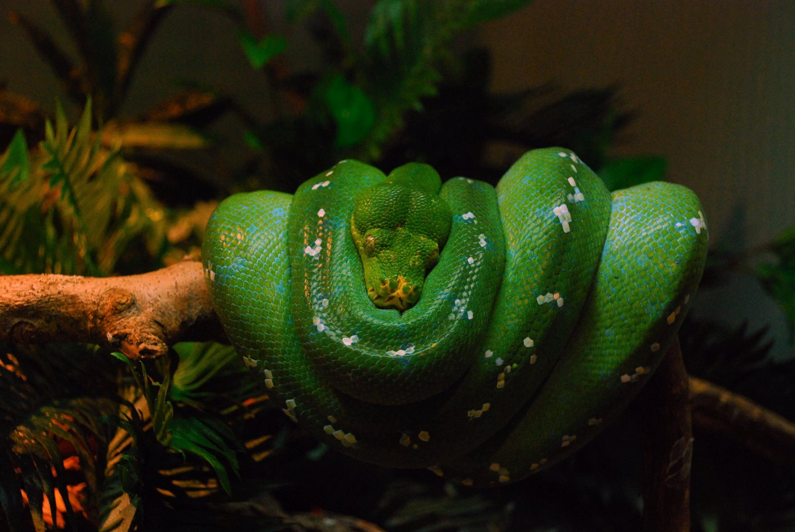 [tree+python.jpg]
