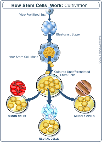 Rebuttal to My View on Major Issues: Stem Cell Research