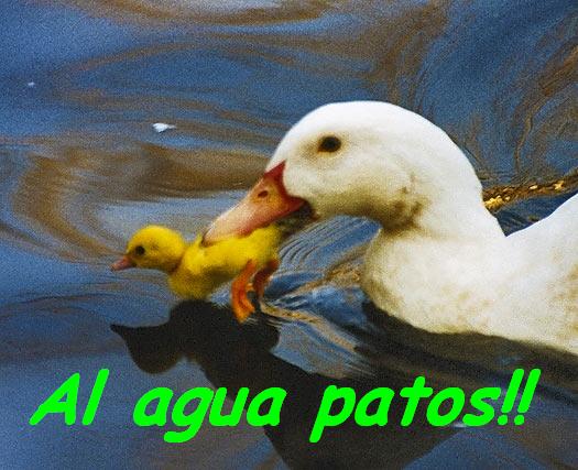 Al agua patos