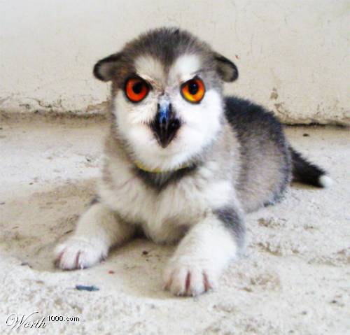[animals032.jpg]