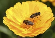 Bee Bee