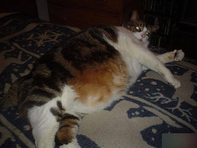 fat cats and dogs. Fat cats and large dogs